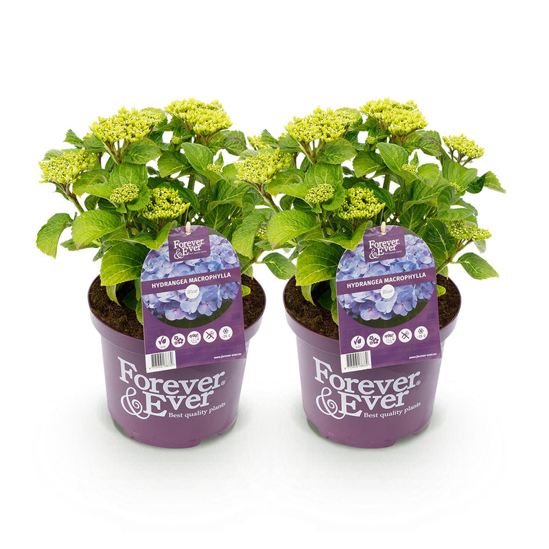 Green boutiQ - Terrasplant - Hortensia - Hydrangea Forever & Ever - Blauw - 7-12 Bloemen - 2 Planten - Pot 23cm Hoogte 55cm