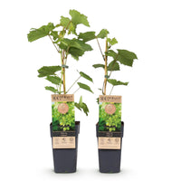 Green boutiQ - Fruitplant - Witte Druif -  Vitis vinifera Himrod - Pitloos - 2 planten - Pot 15cm Hoogte 50cm