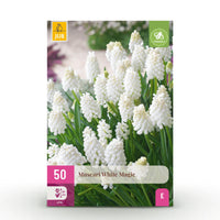 Green boutiQ - Bloembollen - Muscari White Magic - Kleur Wit - 50 stuks - Bolmaat 6/7 - XXL Pack