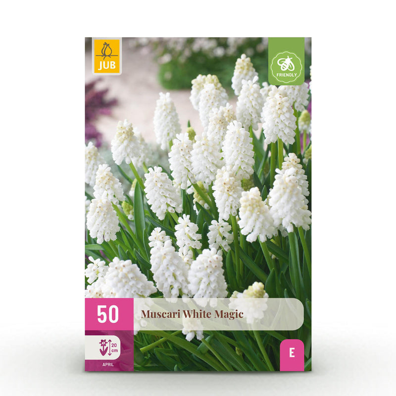 Green boutiQ - Bloembollen - Muscari White Magic - Kleur Wit - 50 stuks - Bolmaat 6/7 - XXL Pack