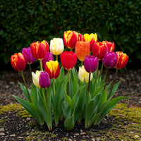 Green boutiQ - Bloembollen - Tulp Triumph mix - Diversen kleuren - 15 stuks - Bolmaat 11/12 - XXL Pack