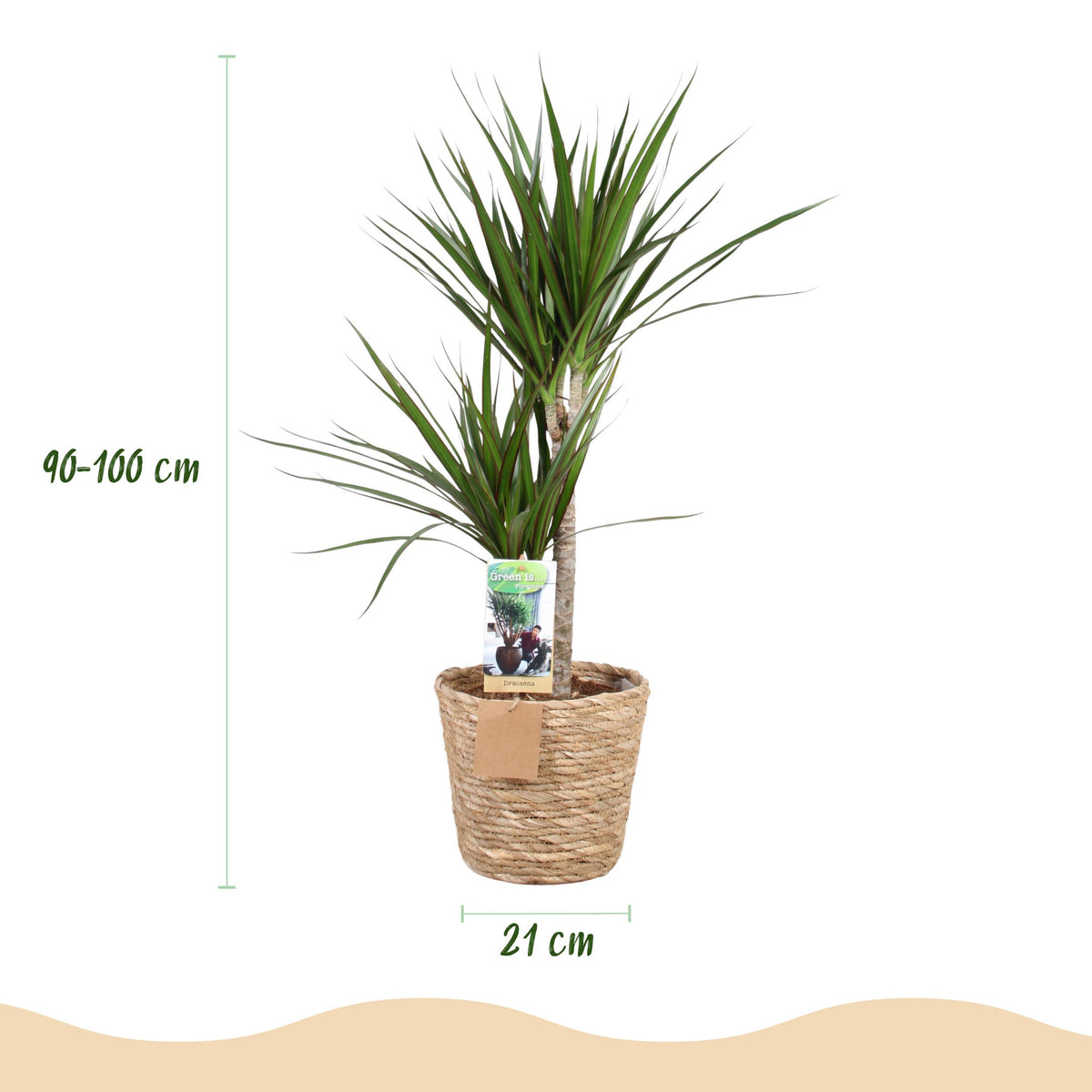 Green BoutiQ - Green is... Kamerplanten - Dracaena Marginata - Drakenbloedboom - Weinig onderhoud - met mand - Groen - 1 Plant - Pot 21cm - Hoogte 90-100cm