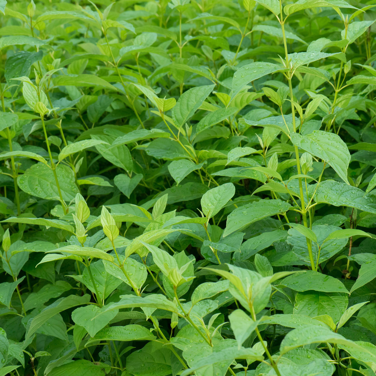 Green boutiQ - Heesters - Cornus alba Flaviramea - Groene Takken - 1 Plant - Bladverliezend - Weinig Onderhoud - Pot 17cm Hoogte 45cm