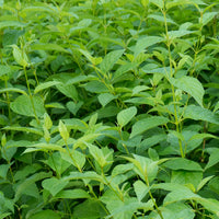 Green boutiQ - Heesters - Cornus alba Flaviramea - Groene Takken - 1 Plant - Bladverliezend - Weinig Onderhoud - Pot 17cm Hoogte 45cm