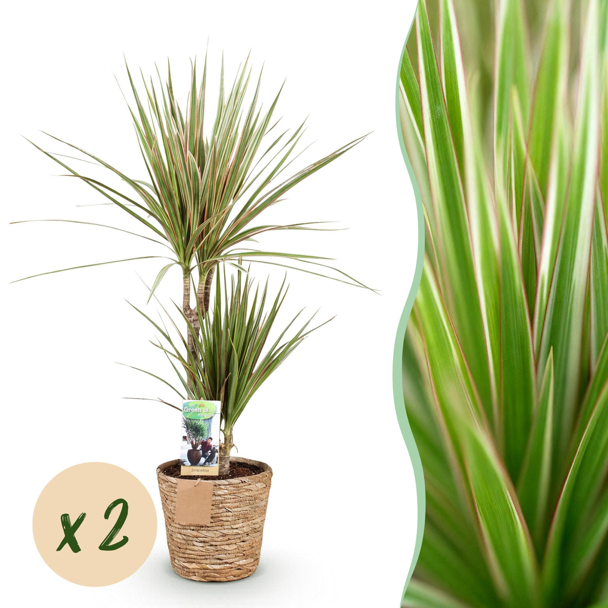 Green BoutiQ - Green is... Kamerplanten - Dracaena Sunray - Drakenbloedboom - Weinig onderhoud - met mand - Groen - 2 Planten - Pot 17cm - Hoogte 70-75cm