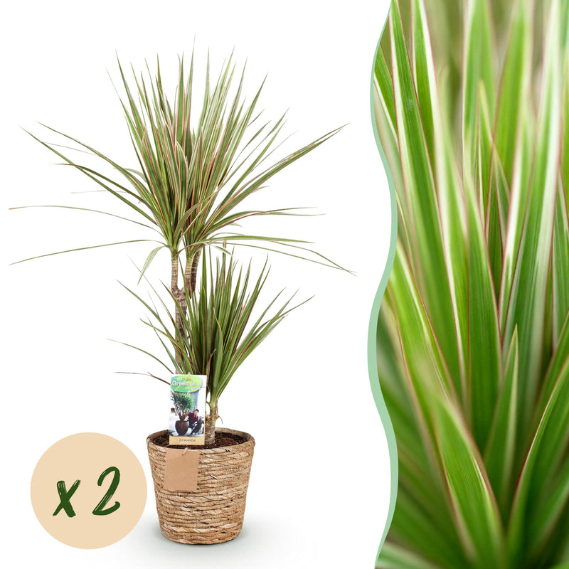 Green BoutiQ - Green is... Kamerplanten - Dracaena Sunray - Drakenbloedboom - Weinig onderhoud - met mand - Groen - 2 Planten - Pot 17cm - Hoogte 70-75cm