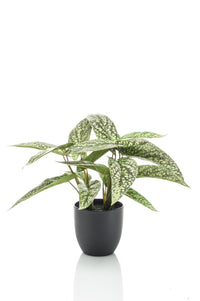 Kunstplant - Calathea Dots - Schaduwplant - 38 cm