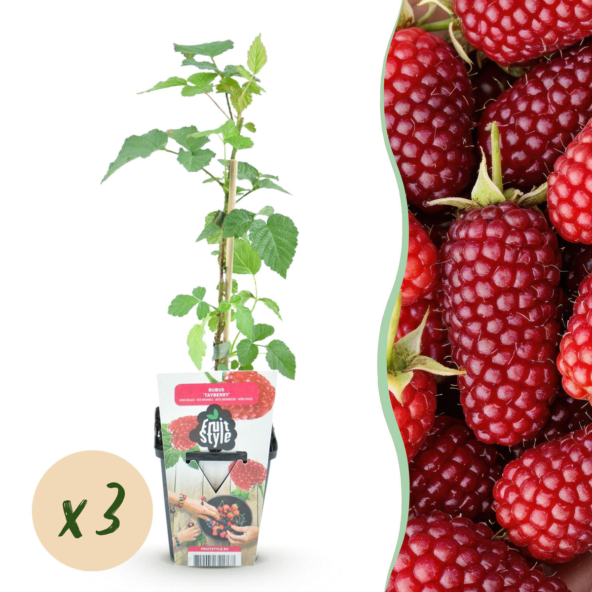Green boutiQ - Fruitplanten - Taybes - Rubus Tayberry - Winterhard - 3 Planten - Pot 9 cm - Rode Bes
