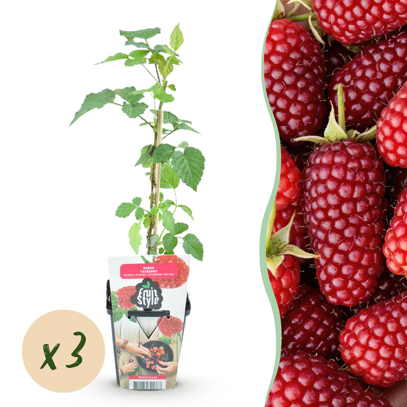 Green boutiQ - Fruitplanten - Taybes - Rubus Tayberry - Winterhard - 3 Planten - Pot 9 cm - Rode Bes