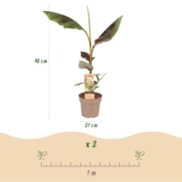 Green boutiQ - Fruitplant - Japanse vezelbanaan - Musa Ever Red - Winterhard - Pot 21cm Hoogte 70-90cm
