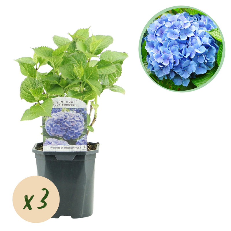 Green boutiQ - Hortensia - Hydrangea macrophylla Blue - Bloem Blauw - 3 Planten - 1m2 - Bladverliezend - Weinig Onderhoud - Pot 17cm Hoogte 30cm