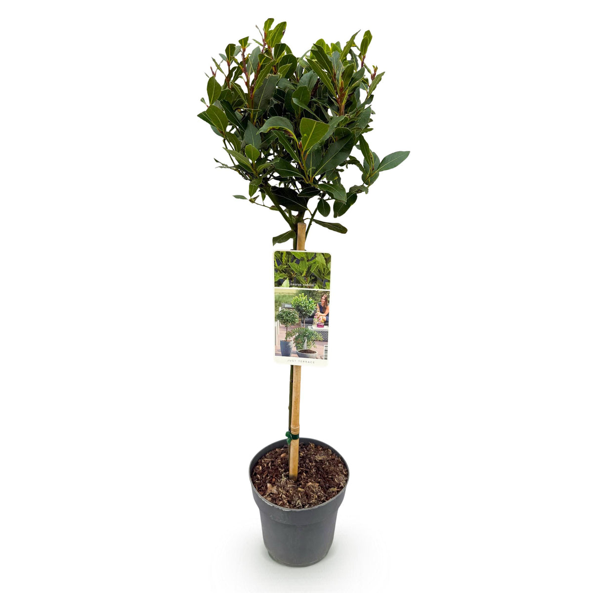 Green boutiQ - Plant op Stam - Laurus nobilis - Terras Plant - Bladhoudend - Winterhard - Groen Blad - Pot 19cm Hoogte 90cm
