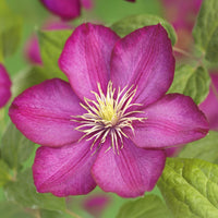 Green boutiQ - Klimplant - Clematis Ville de Lyon - Bloem Roze - Weinig onderhoud -2 planten -  Pot 11cm Hoogte 40cm
