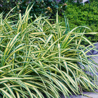 Green boutiQ - Siergrassen - Carex oshimensis Evergold - Geel & Groen - 4 Planten - Bladhoudend - Weinig Onderhoud - Pot 17cm Hoogte 50cm