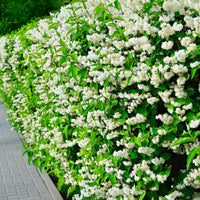 Green boutiQ - Boerenjasmijn -   Philadelphus Snowbelle - Bloem Wit - 1 Plant - Bladverliezend - Weinig Onderhoud - Pot 17cm Hoogte 45cm