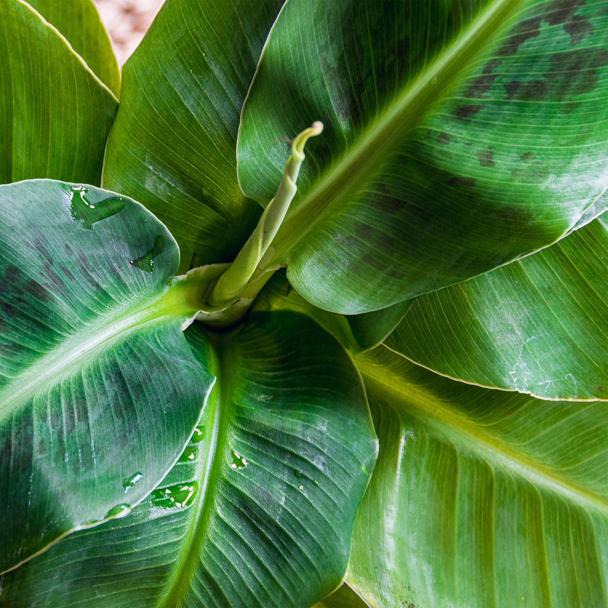 Green BoutiQ - Green is... Kamerplanten - Musa acuminata Dwarf Cavendisch - Bananenplant - Weinig onderhoud - met mand - Groen - 1 Plant - Pot 21cm - Hoogte 70-75cm