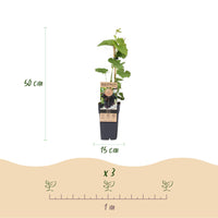 Green boutiQ - Fruitplant - Paarse Druif -  Vitis vinifera Vanessa - Pitloos - 2 planten - Pot 15cm Hoogte 50cm