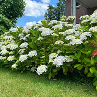 Green boutiQ - Hortensia - Hydrangea macrophylla Blue - Bloem Wit - 1 Plant - Bladverliezend - Weinig Onderhoud - Pot 17cm Hoogte 30cm