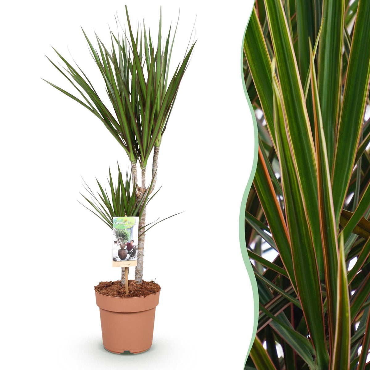 Green BoutiQ - Green is... Kamerplanten - Dracaena Marginata - Drakenbloedboom - Weinig onderhoud - Groen - 1 Plant - Pot 17cm - Hoogte 70-80cm