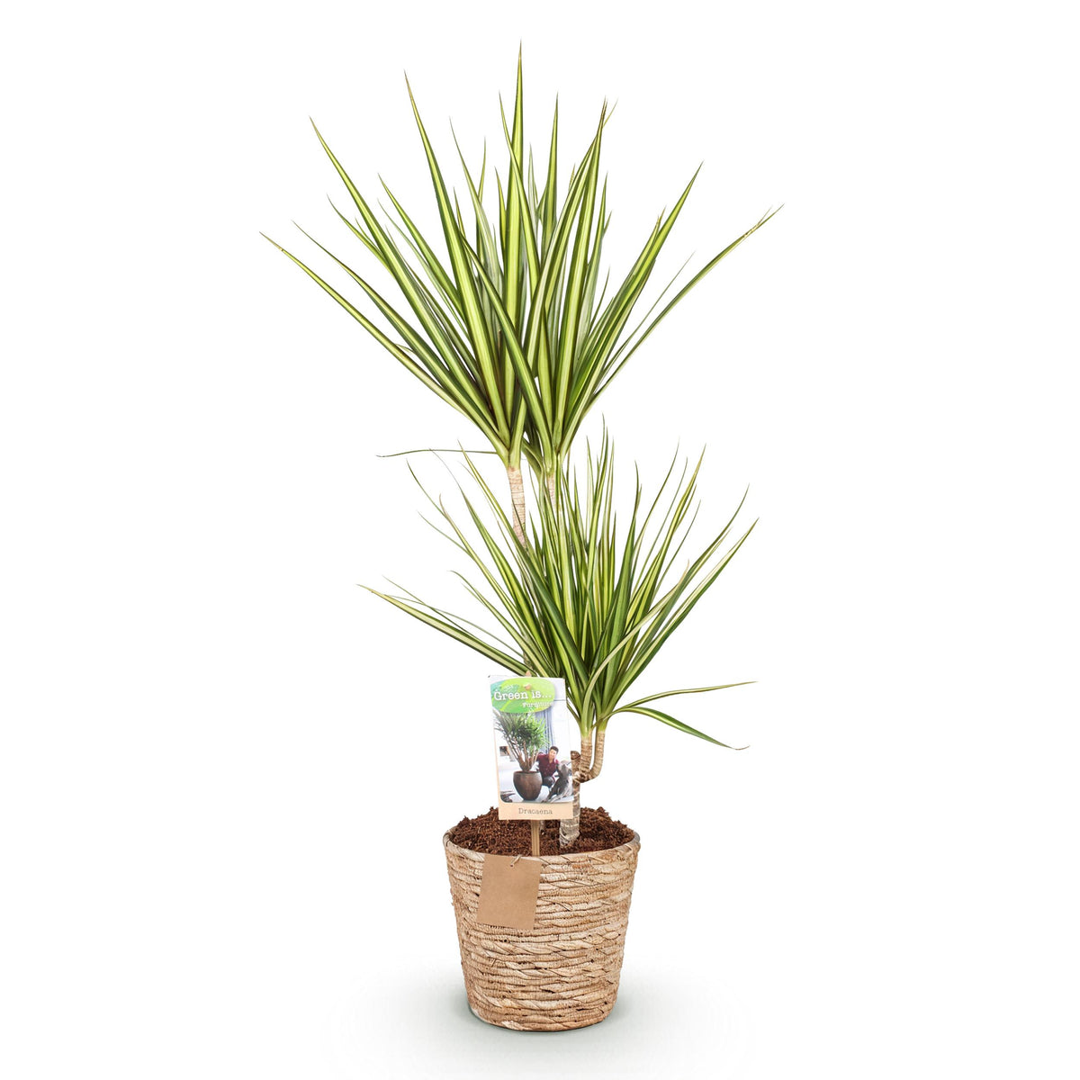Green BoutiQ - Green is... Kamerplanten - Dracaena Sunray - Drakenbloedboom - Weinig onderhoud - met mand - Groen - 1 Plant - Pot 17cm - Hoogte 70-75cm