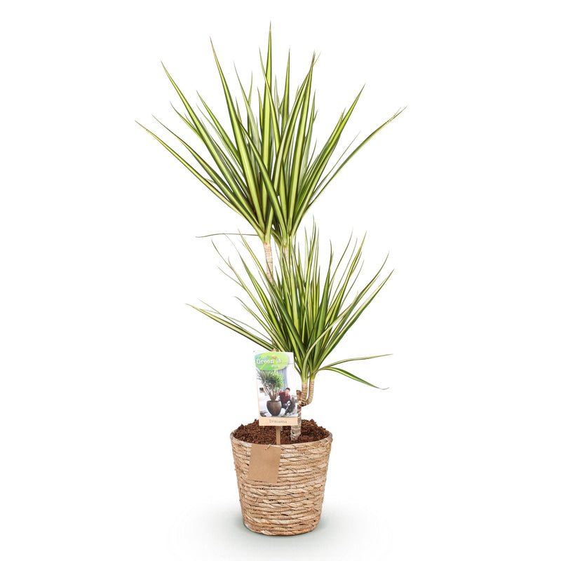Green BoutiQ - Green is... Kamerplanten - Dracaena Sunray - Drakenbloedboom - Weinig onderhoud - met mand - Groen - 1 Plant - Pot 17cm - Hoogte 70-75cm