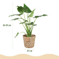 Green BoutiQ - Green is... Kamerplanten - Alocasia Cucullata - Boeddha,s hand - Weinig onderhoud - met mand - Groen - 1 Plant - Pot 21cm - Hoogte 65-70cm