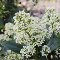 Green boutiQ - Terrasplant - Skimmia japonica Finchy - Bloem Wit - 40+ Bloemen - 2 Plant - Winterhard - Pot 19cm Hoogte 60cm