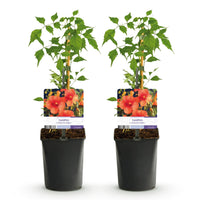 Green boutiQ - Trompetbloem - Campsis radicans Madame Galen