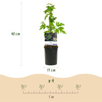 Green boutiQ - Fruitplant - Braam - Rubus Thornfree Evergreen - Zwarte Braam - Doornloos - 2 planten -  Pot 11cm Hoogte 40cm