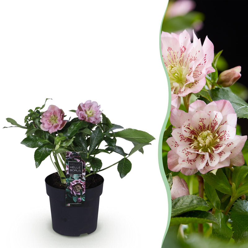 Green boutiQ - Tuinplant - Lenten Rose - Helleborus orientalis Double Ellen Pink - Roze Bloem -1 Plant - Groenblijvend - Pot 14cm Hoogte 35cm
