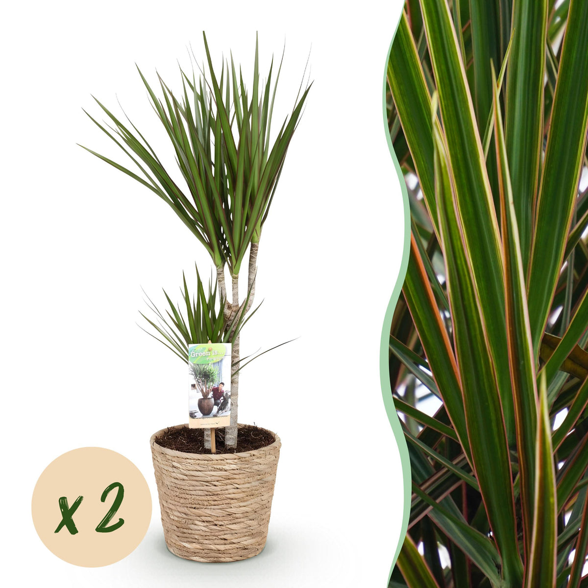 Green BoutiQ - Green is... Kamerplanten - Dracaena Marginata - Drakenbloedboom - Weinig onderhoud - met mand - Groen - 2 Planten - Pot 17cm - Hoogte 70-80cm