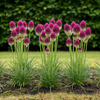 Green boutiQ - Bloembollen - Allium Sphaerocephalon - Kleur Paars - 100 stuks - Bolmaat 5/6 - XXL Pack