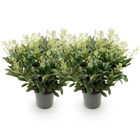 Green boutiQ - Terrasplant - Skimmia japonica Finchy - Bloem Wit - 40+ Bloemen - 2 Plant - Winterhard - Pot 19cm Hoogte 60cm