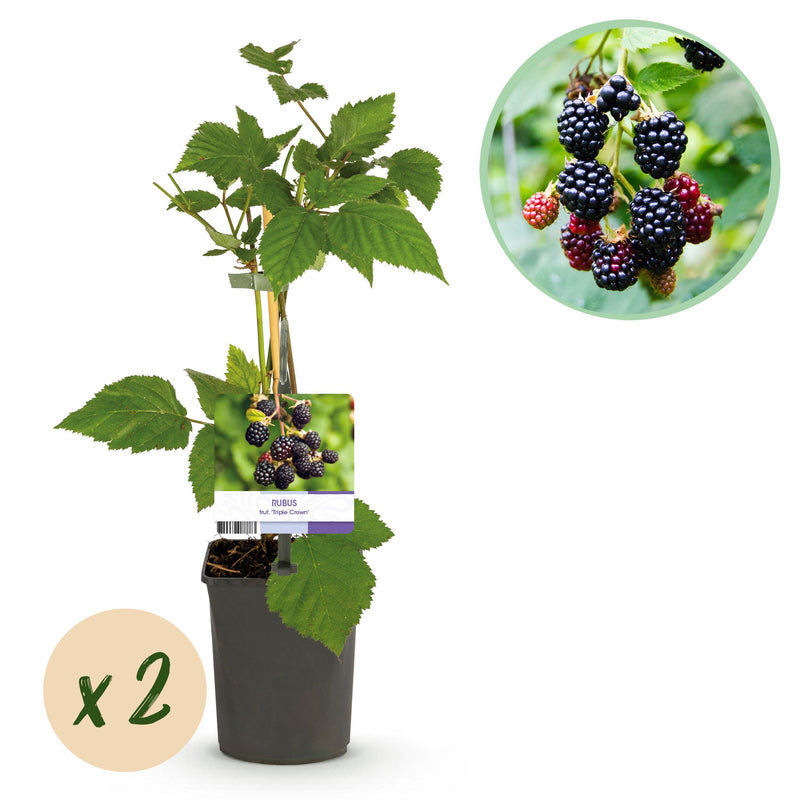 Green boutiQ - Fruitplant - Braam - Rubus fruticosus Triple Crown - Zwarte Braam - Doornloos - 2 planten -  Pot 11cm Hoogte 40cm