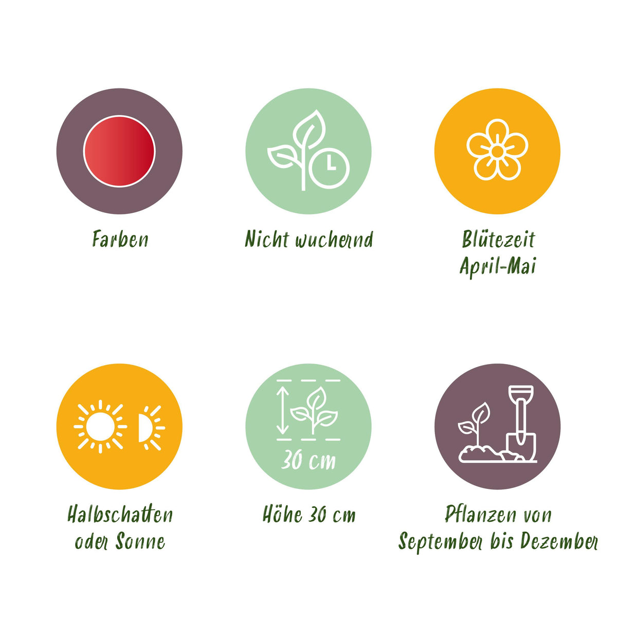 Green boutiQ - Bloembollen - Tulp Greigii Red - Kleur Rood - 15 stuks - Bolmaat 11/12 - XXL Pack