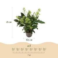 Green boutiQ - Terrasplant - Skimmia japonica Finchy - Bloem Wit - 10+ Bloemen - 2 Planten - Winterhard - Pot 10,5cm Hoogte 25cm