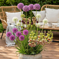 Green boutiQ - Bloembollen - Bulb Garden Allium mix - Diversen Kleuren - 80 stuks - Gift Verpakking