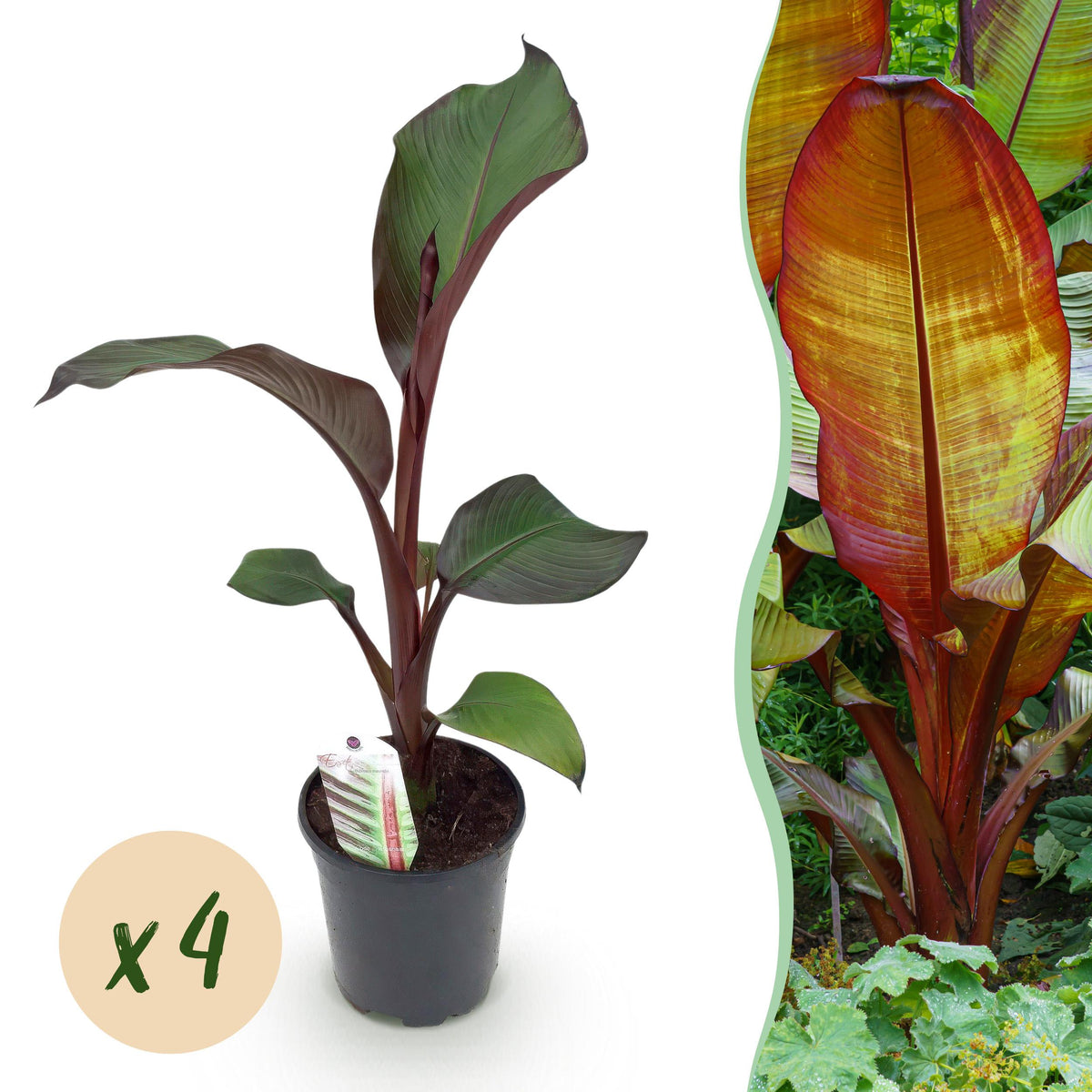 Green boutiQ - Fruitplant - Bananen plant - Ensete ventricosum Maurelli - Winterhard - 4 planten - Pot 17cm Hoogte 40cm