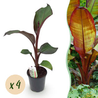 Green boutiQ - Fruitplant - Bananen plant - Ensete ventricosum Maurelli - Winterhard - 4 planten - Pot 17cm Hoogte 40cm