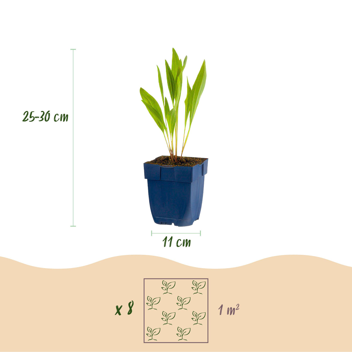 Green boutiQ - Borderpakket - Bijen en Vlinderlokkend - 8 Vaste planten - 1 m2 - Diversen kleuren - Weinig Onderhoud - Pot 11cm