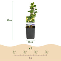 Green boutiQ - Fruitplant - Kruisbes - Ribes uva-crispa Invicta - Groene Bes - 2 planten -  Pot 11cm Hoogte 40cm