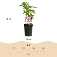 Green boutiQ - Klimplant - Clematis Blue Angel