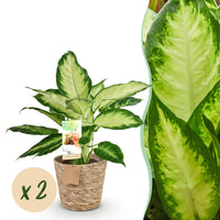 Green BoutiQ - Green is... Kamerplanten - Diefenbachia Camilla - Dieffenbachia - Weinig onderhoud - met mand - Groen - 2 Planten - Pot 17cm - Hoogte 45-50cm