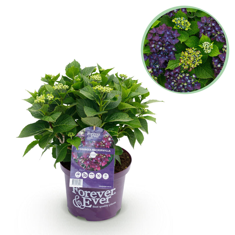 Green boutiQ - Terrasplant - Hortensia - Hydrangea Forever & Ever - Paars - 7-12 Bloemen - Pot 23cm Hoogte 55cm