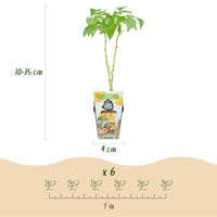 Green boutiQ - Fruitplanten - Framboos - Rubus idaeus Fallgold - Winterhard - 6 Planten - Pot 9 cm - Gele Framboos