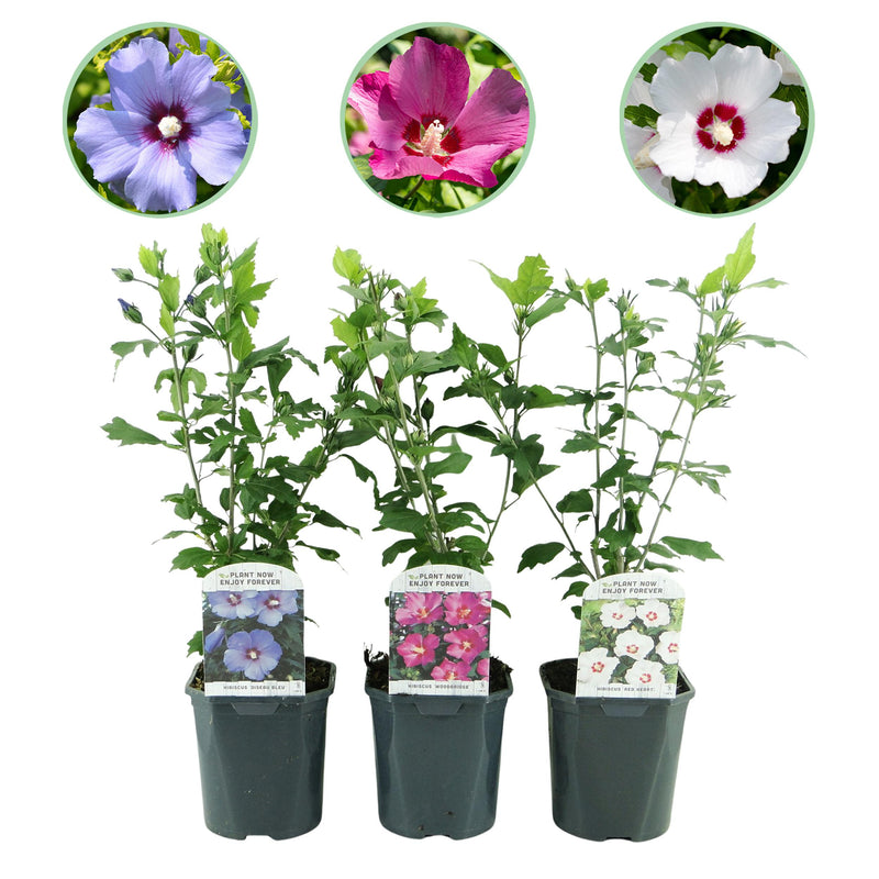 Green boutiQ - Heesters - Hibiscus syriacus Tricolour - Bloem Roze, Wit en Blauw - 3 Planten - Bladverliezend - Weinig Onderhoud - Pot 17cm Hoogte 45cm