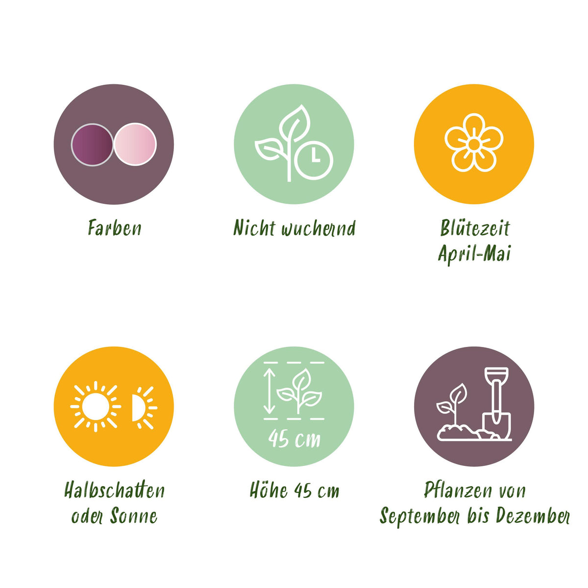 Green boutiQ - Bloembollen - Tulp Macron mix - Diversen Kleuren - 12 stuks - Bolmaat 11/12 - XXL Pack