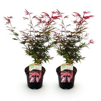 Green boutiQ - Terrasplant - Japanse Esdoorn - Acer palmatum Shaina - Rood - 2 Planten - Bladverliezend - Pot 19cm Hoogte 70cm