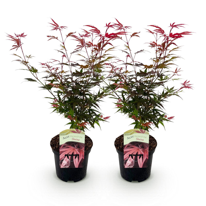 Green boutiQ - Terrasplant - Japanse Esdoorn - Acer palmatum Shaina - Rood - 2 Planten - Bladverliezend - Pot 19cm Hoogte 70cm