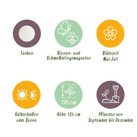 Green boutiQ - Bloembollen - Allium Mount Everest - Kleur Wit - 3 stuks - Bolmaat 16/18 - XXL Pack